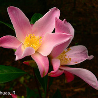 Miniature Camellia x williamsii 'Tulip Time'