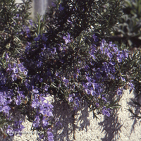 Miniature Salvia rosmarinus ( Prostrata Group )