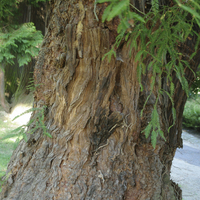 Miniature Sequoia sempervirens