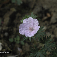 Miniature Geranium sanguineum 'Vision Light Pink'