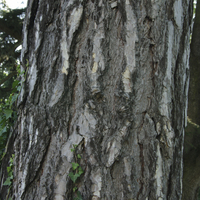 Miniature Pinus nigra