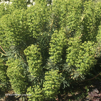 Miniature Euphorbia characias