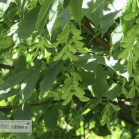 Miniature Acer carpinifolium