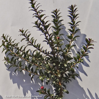 Miniature Myrtus communis subsp. tarentina