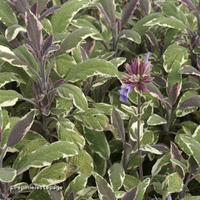 Miniature Salvia officinalis ( Variegated Group ) 'Tricolor'