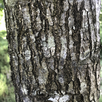 Miniature Quercus shumardii