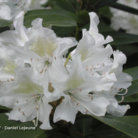 Miniature Rhododendron spp.