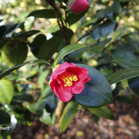 Miniature Camellia japonica