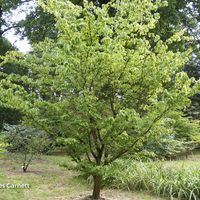 Miniature Acer carpinifolium