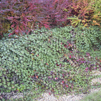 Miniature Rubus tricolor