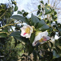 Miniature Camellia japonica 'Aki-no-yama'