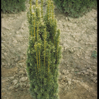 Miniature Taxus baccata ( Fastigiata Aurea Group )