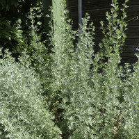 Miniature Artemisia absinthium