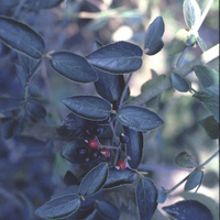Miniature Viburnum x burkwoodii