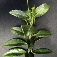 Miniature Trachelospermum jasminoides