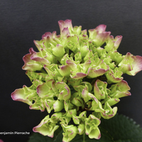 Miniature Hydrangea macrophylla 'Leuchtfeuer'