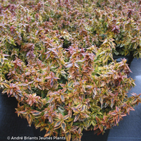 Miniature Abelia x grandiflora 'Kaleidoscope'