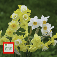 Miniature Narcissus spp.