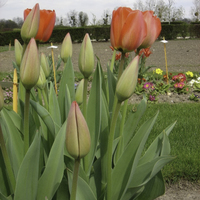 Miniature Tulipa 'Parade'