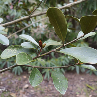 Miniature Magnolia laevifolia