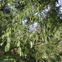 Miniature Metasequoia glyptostroboides