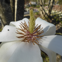 Miniature Magnolia denudata