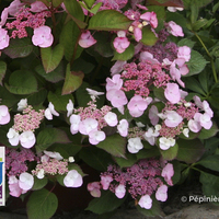 Miniature Hydrangea macrophylla 'Dolgip' DOLCE® GIPSY ( DOLCE® series )