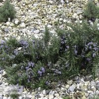 Miniature Salvia rosmarinus ( Prostrata Group ) 'Pointe du Raz'