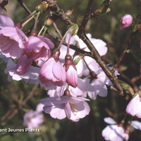Miniature Prunus 'Accolade'