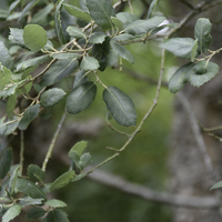 Miniature Quercus suber