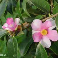 Miniature Camellia 'Yume'