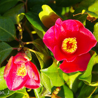 Miniature Camellia japonica var. japonica