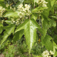 Miniature Acer tataricum subsp. ginnala
