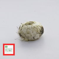 Miniature Allium sphaerocephalon