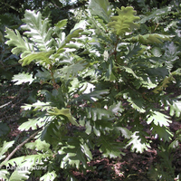Miniature Quercus frainetto