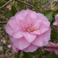 Miniature Camellia 'Spring Festival'