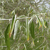Miniature Elaeagnus angustifolia
