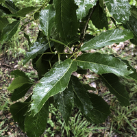 Miniature Quercus acutissima
