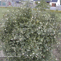 Miniature Symphoricarpos x doorenbosii 'White Hedge'