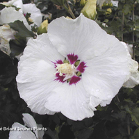 Miniature Hibiscus syriacus 'Red Heart'