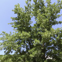 Miniature Quercus ithaburensis subsp. macrolepis