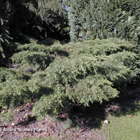 Miniature Juniperus x pfitzeriana