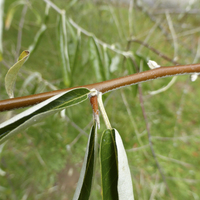 Miniature Elaeagnus angustifolia