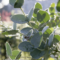 Miniature Eucalyptus gunnii