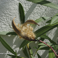 Miniature Nerium oleander