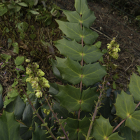 Miniature Mahonia japonica 'Hivernant'