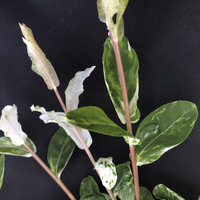 Miniature Salix integra 'Hakuro-nishiki'