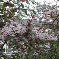 Miniature Prunus padus 'Colorata'