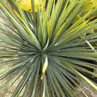 Miniature Yucca rostrata