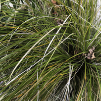 Miniature Carex testacea
